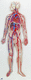 anatomisches Herzmodell / Kopf / Rippe / Kunststoff