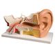Ohr anatomisches Modell / Cochlea / Ausbildung