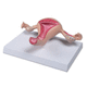 Anatomisches Modell / Gebärmutterhals / Ovarien / Gebärmutter / für die Ausbildung