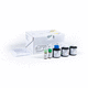 Testkit für Infektionskrankheiten / für Lyme-Krankheit / IgG / IgM