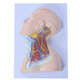 Anatomisches Modell / Vene / Hals / Haut