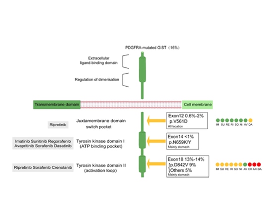 Die wichtige Rolle von PDGFRA in der Pathogenese von gastrointestinalen Stromatumoren (GISTs)