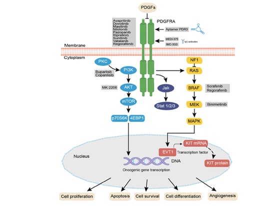 Die wichtige Rolle von PDGFRA in der Pathogenese von gastrointestinalen Stromatumoren (GISTs)