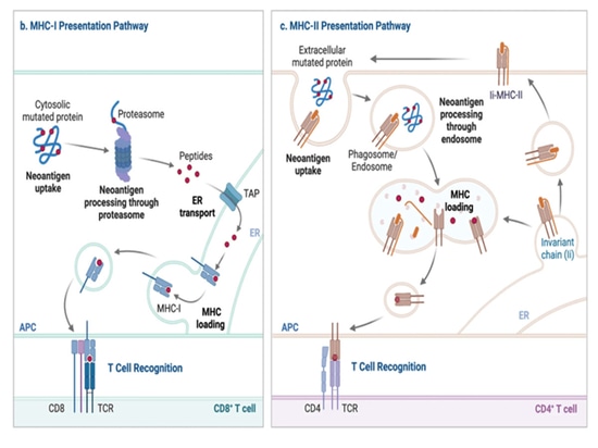 Präsentation von Tumor-Neoantigenen