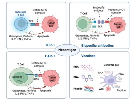 Präsentation von Tumor-Neoantigenen