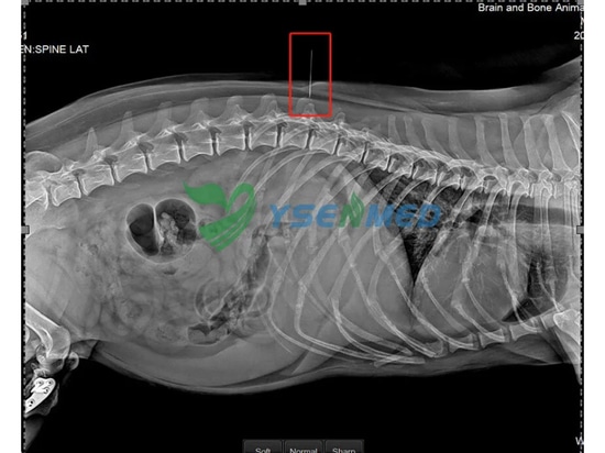 Bilder in guter Qualität vom YSDR-VET320 DR-System erfreuen thailändische Tierärzte.