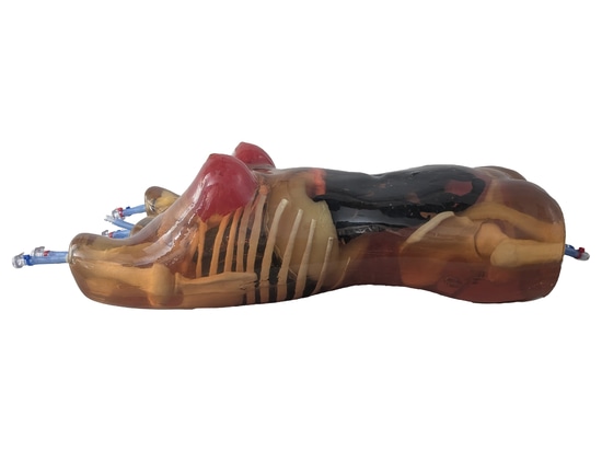 Weiblicher Torso Phantom