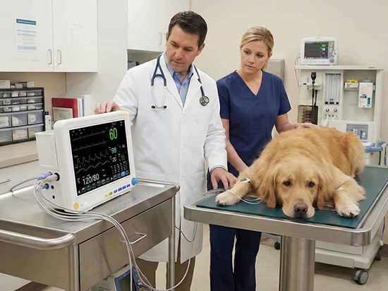 Welche Faktoren sollten Sie beim Kauf eines tragbaren Veterinärmonitors berücksichtigen?