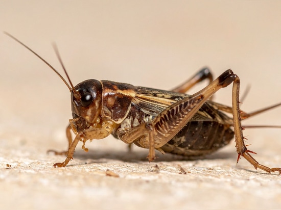 Grille (Acheta domesticus)