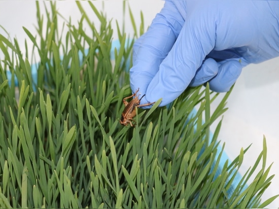 Neues Forschungsprojekt untersucht Proteinverarbeitung aus Insekten für nachhaltige Lebensmittelproduktion