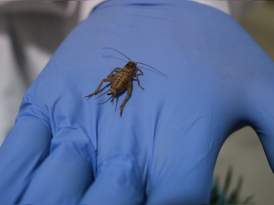 Neues Forschungsprojekt untersucht Proteinverarbeitung aus Insekten für nachhaltige Lebensmittelproduktion