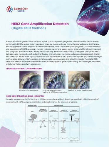 HER2 Gene Amplification Detection