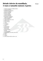 D25 Unterkieferhälfte - 8