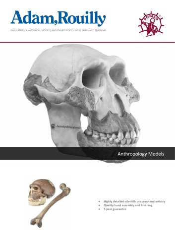 Anthropology Models