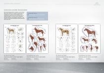 Anatomische Lehrtafeln-14