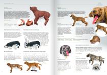 Veterinär Medizin-10