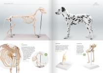 Veterinär Medizin-5