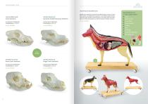 Veterinär Medizin-6