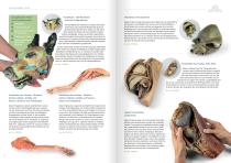 Veterinär Medizin-8