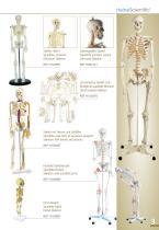 Anatomische Modelle - 3