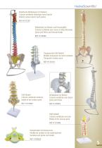 Anatomische Modelle - 5